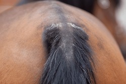 Horse eczema, skin irritation on tail loosing hair. sweet itch on tail root
