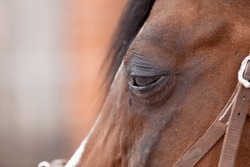 Horse eye Infection. conjunctivitis, equine recurrent uveitis with swollen tearing eyes