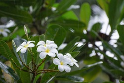 White plumeria flowers. Plumeria flowers bloom on trees during the rainy season. The purity of white plumeria flowers Is a tropical flower.