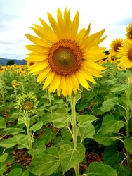 A beautiful yellow-orange sunflower with a sunny natural sky for illustrations, postcards, articles, nature, flower gardens, digital images,  vacation and more