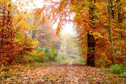 A dirt road in an autumn forest, very colorful fall foliage, the air is hazy