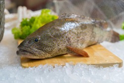 Fresh fish hamour Sea food  high quality image.