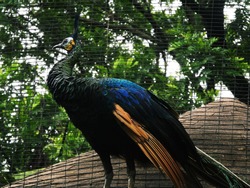 a peacock perched above the house looking ahead