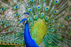 Beautiful Peacock with beautiful and colorful wings with amazing designs on it.