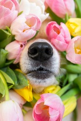 Black nose of welsh corgi pembrok funny dog in spring flowers pink, white and yellow tulips. spring and summer blooming and allergy season. High quality photo