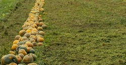 Ripe pumpkins aligned on the left in the field.