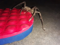 Big spider sitting on a red mat .Spider is an animal of the Arthropoda phylum. Spiders are also called arachnids, what is life cycle of spider .It is a carnivorous animal, it feeds by trapping insects
