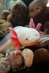 The axolotl, also known as the Mexican walking fish, is a neotenic salamander related to the tiger salamander. Wild axolotls were near extinction. This tiny cute dragon lives happy in aquarium.