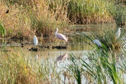 A coastal wetland swamp with shallow water and grass reeds on mud flats is seasonally flooded freshwater ponds , abundant fish and insects attracts many species of shore bird Egret and pink spoonbill