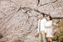 Couple enjoying to see the cherry blossom