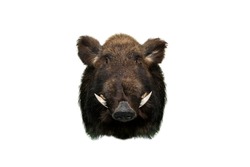 A stuffed boar with big fangs and an evil muzzle . Isolate.Taxidermy.