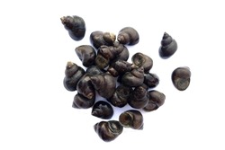 Thai river mollusks that live in freshwater or River snails on white background. Edible and economic agriculture products that some Thai farmers make the mollusks farm for sell to the restaurants. 