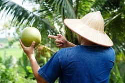 Back view of a gardener wears hat and holds coconut fruit at garden. Concept : Agriculture crop in Thailand. Thai farmers grow coconuts 