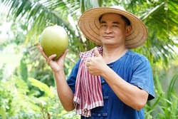 Happy Asian man gardener holds organic coconut fruit at his garden . Concept : Agriculture crop in Thailand. Thai farmers grow coconuts 