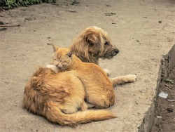 A furry cat cuddling a furry dog on the street.