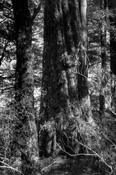 An old growth tree at Mirror Lakes in Southland, New Zealand - BW.