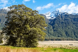 A magnificent tree in a valley in Southland, New Zealand.
