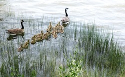 Dramatic image of a family of geese entering a lake with reeds in the foreground and baby geese following.
