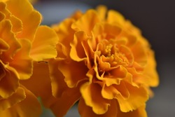 close-up front-shot marigold (Tagetes erecta, Mexican marigold, Aztec marigold, African marigold)
