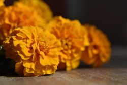 Close-up front-shot marigold (Tagetes erecta, Mexican marigold, Aztec marigold, African marigold) on wooden floor