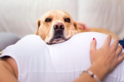 Young Pregnant Woman expecting a baby Laying down on the bed with her Cute Golden Labrador 