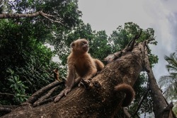 Primates in natural habitat - Monkeys hanging from riparian tree