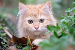 adorable red kitten laying on the grass in the garden. Cute little kitten with green leaves outdoors.