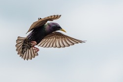 Adult starling in flight wings spread