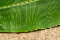 Green banana leaf background and texture. Kerala Sadya South indian Vegetarian meal served in banana leaf