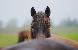 A portrait of a horse peeking out from behind another. Horses in a herd on a rainy day