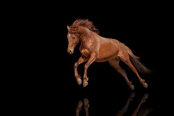 Beautiful red horse galloping in a phase jump developing mane. Thoroughbred stallion isolated on black background