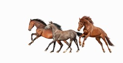 Herd of beautiful horses that gallop isolated on white background. Three Mustang in motion.
