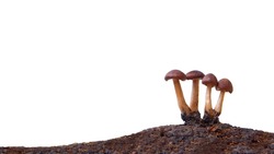 Tiny Mushrooms on ground or soil in rain forest (Macro shot), Isolated on white background with copy space, It is responsible for Decomposing humus and dead leaves or plants remains naturally.