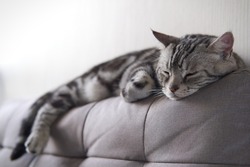 Cat sleep calm and relax on cloth sofa gray color, American shorthair classic silver, Backdrop of White wallpaper in living room with copy space, Pets with Furniture and Home decoration minimal style.