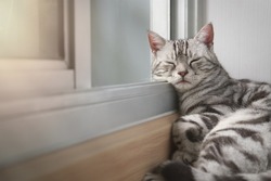 Cat sleep calm and relax on the floor near the door is open or glass window frame with afternoon sunshine, American shorthair feline breed classic silver color lying in living room with copy space.