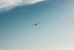 Seagull flies forward against the blue sky.