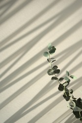 Natural green stylish eucalyptus leaf stem. Botanical element minimal against organic shadow overlay abstract texture background.