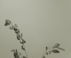 Eucalyptus leaves stem branches with monochromatic neutral grey and space. Minimalist floral nature design.