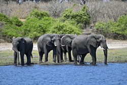 A herd of elephants crossing the Chobe river, at Chobe nationalpark in Botswana 