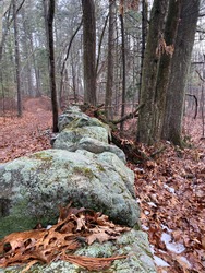 Stonewall in the middle of the forest 