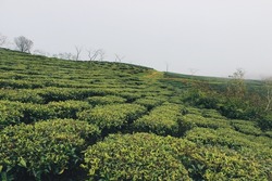 The tea hill in the morning mist, Dalat city, Vietnam