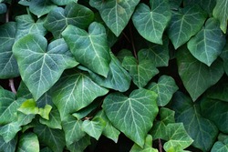 Succulent ivy leaves.  A wall of ivy leaves.  The ivy is of a beautiful green color.  Ivy wallpaper.