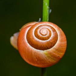 white-lipped snail or garden banded snail (Cepaea hortensis) on grass