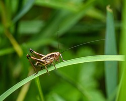 dark bush-cricket (Pholidoptera griseoaptera) on grass blade
