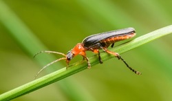 soldier beetle (Cantharis) on grass blade