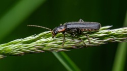 soldier beetle (Cantharis) on grass inflorescence