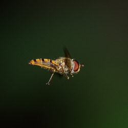 marmalade hoverfly, or flower or syrphid fly in flight (Syrphidae)