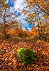 path covered with leaves in autumn with mossy boulder in the middle