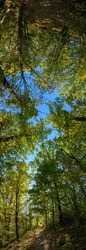 overhead panorama with view to the sky through trees