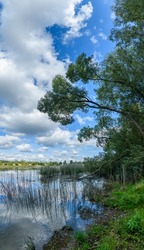 landscape with trees and reeds next to pond with sky reflection
